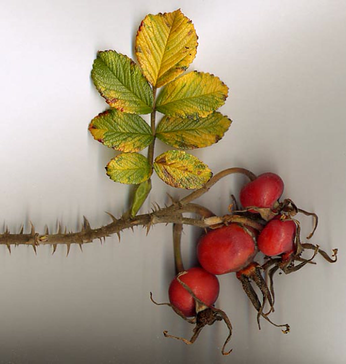 Роза морщинистая (Rosa rugosa) — куст с крупными оранжевыми плодами и гофрированными листьями