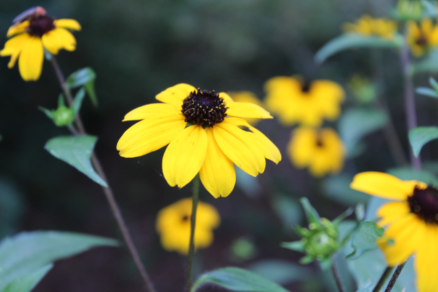 Рудбекия трёхлопастная (Rudbeckia triloba) — ветвистый куст с множеством мелких корзинок и трёхлопастными прикорневыми листьями