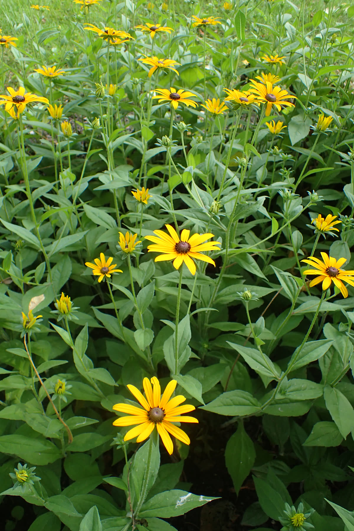 Рудбекия волосистая (Rudbeckia hirta) — щетинистые стебли и листья, одиночная корзинка с тёмной серединкой