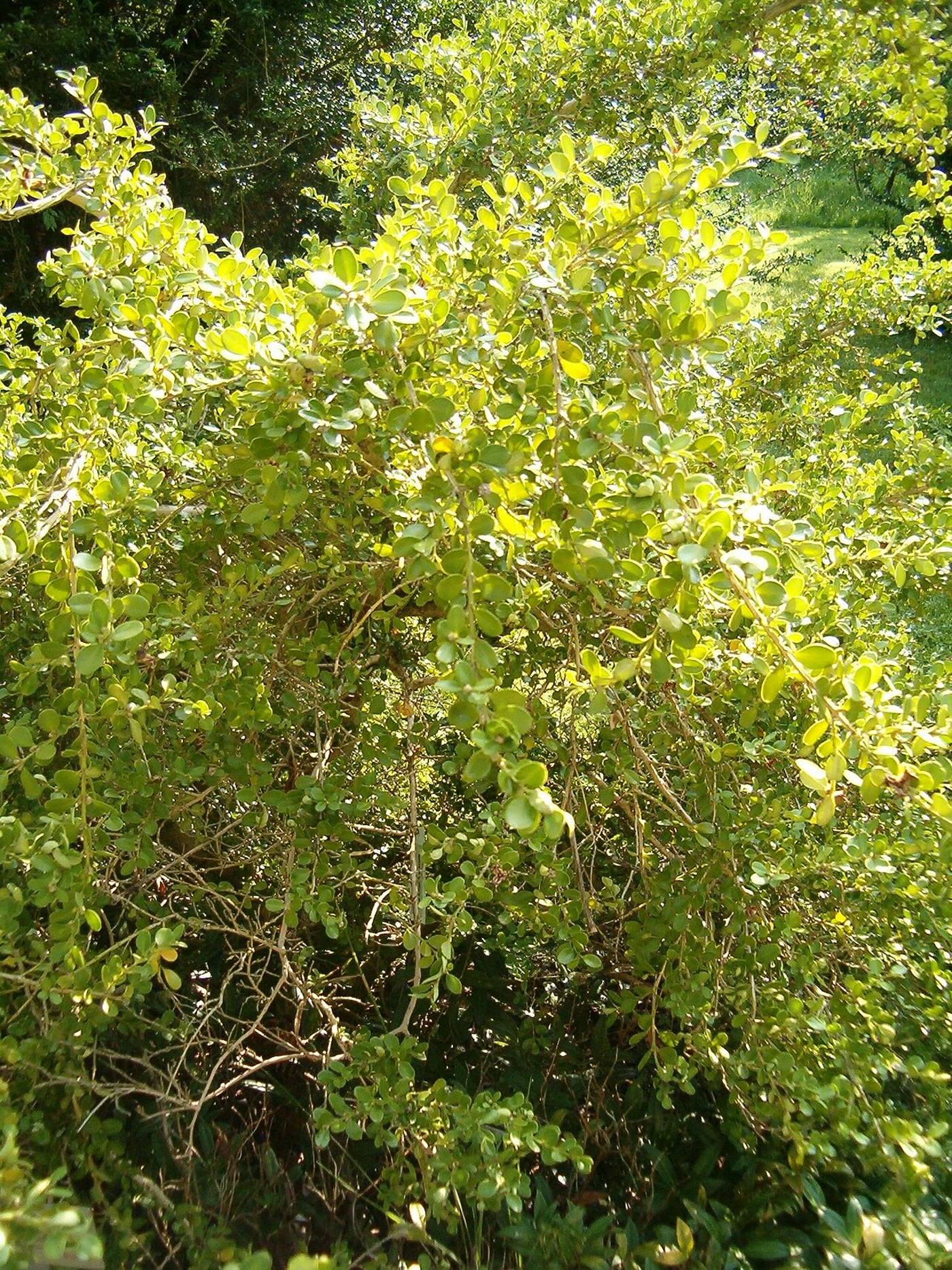 Самшит мелколистный (Buxus microphylla) — мелкие листья и компактная крона