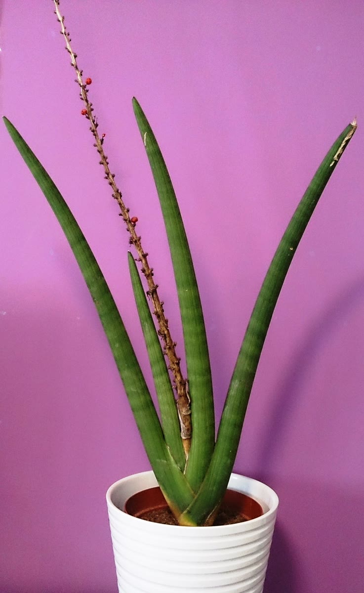 Сансевиерия цилиндрическая (Sansevieria cylindrica) с жёсткими круглыми листьями веером из горшка