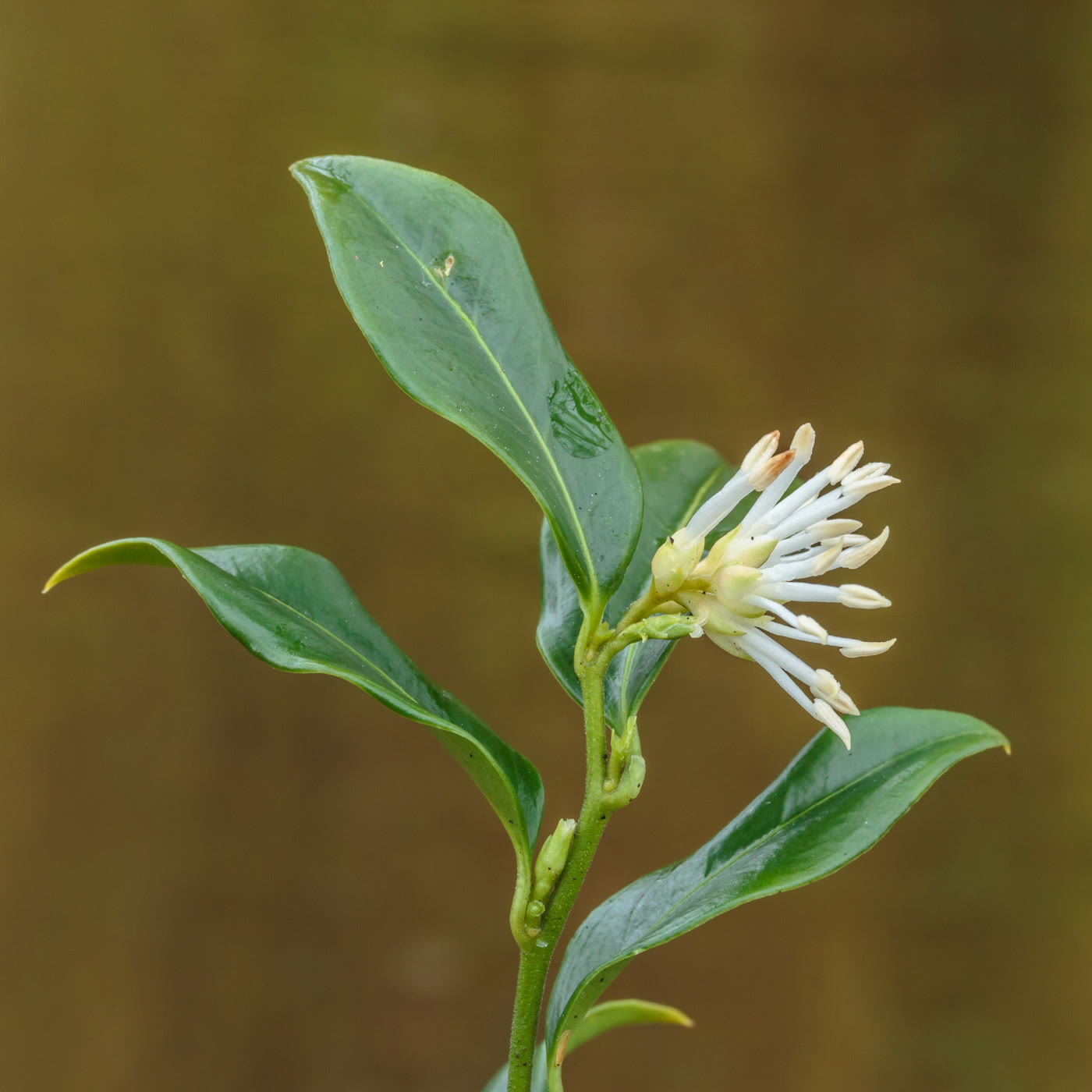 Саркококка Гукера (Sarcococca hookeriana) — глянцевые вечнозелёные листья и мелкие ароматные зимние цветки