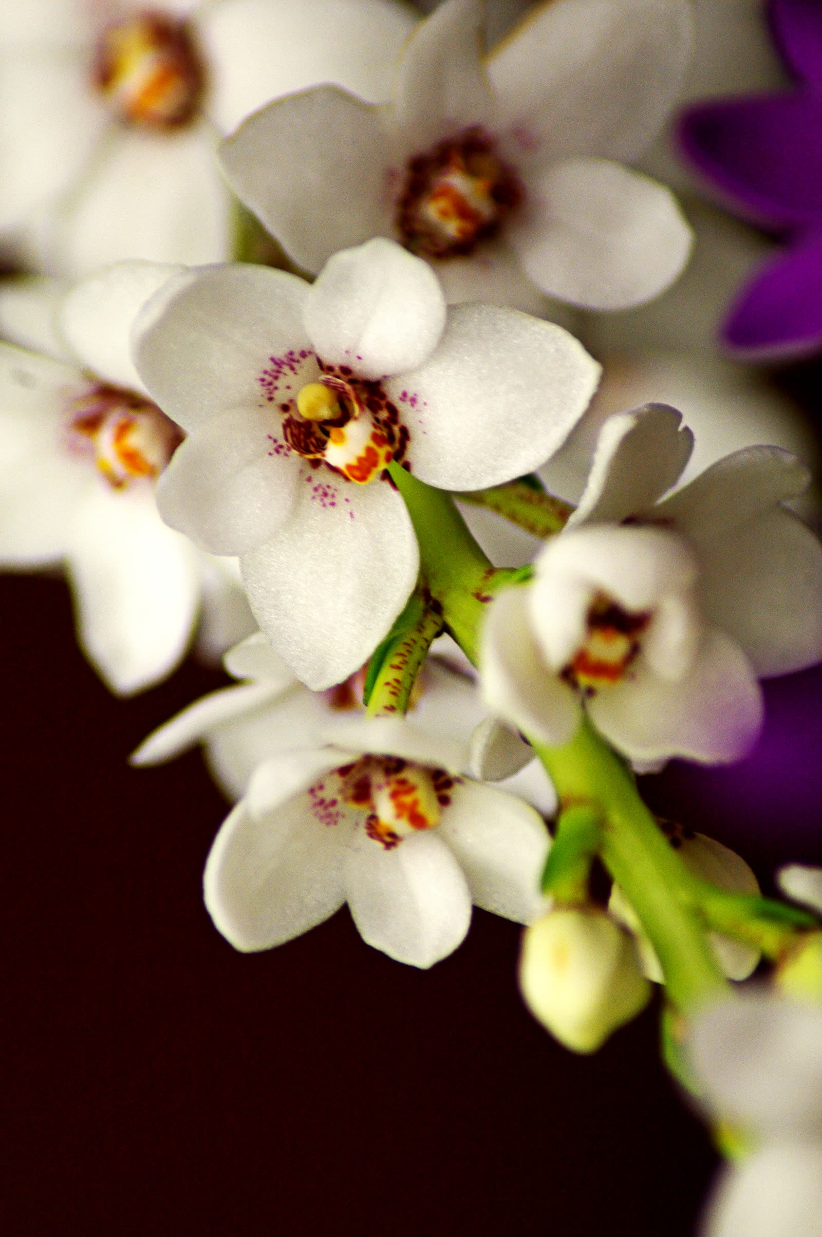 Сарконхилус Хартмана (Sarcochilus hartmannii) — внешний вид растения
