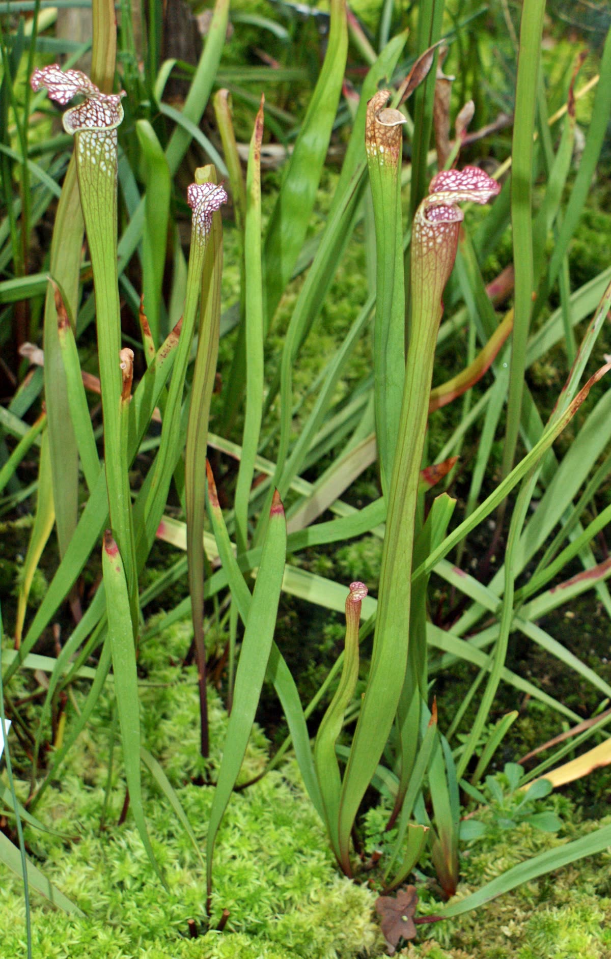 Саррацения белолистная (Sarracenia leucophylla) — кувшины с белыми окошками-фенестрациями и красными жилками