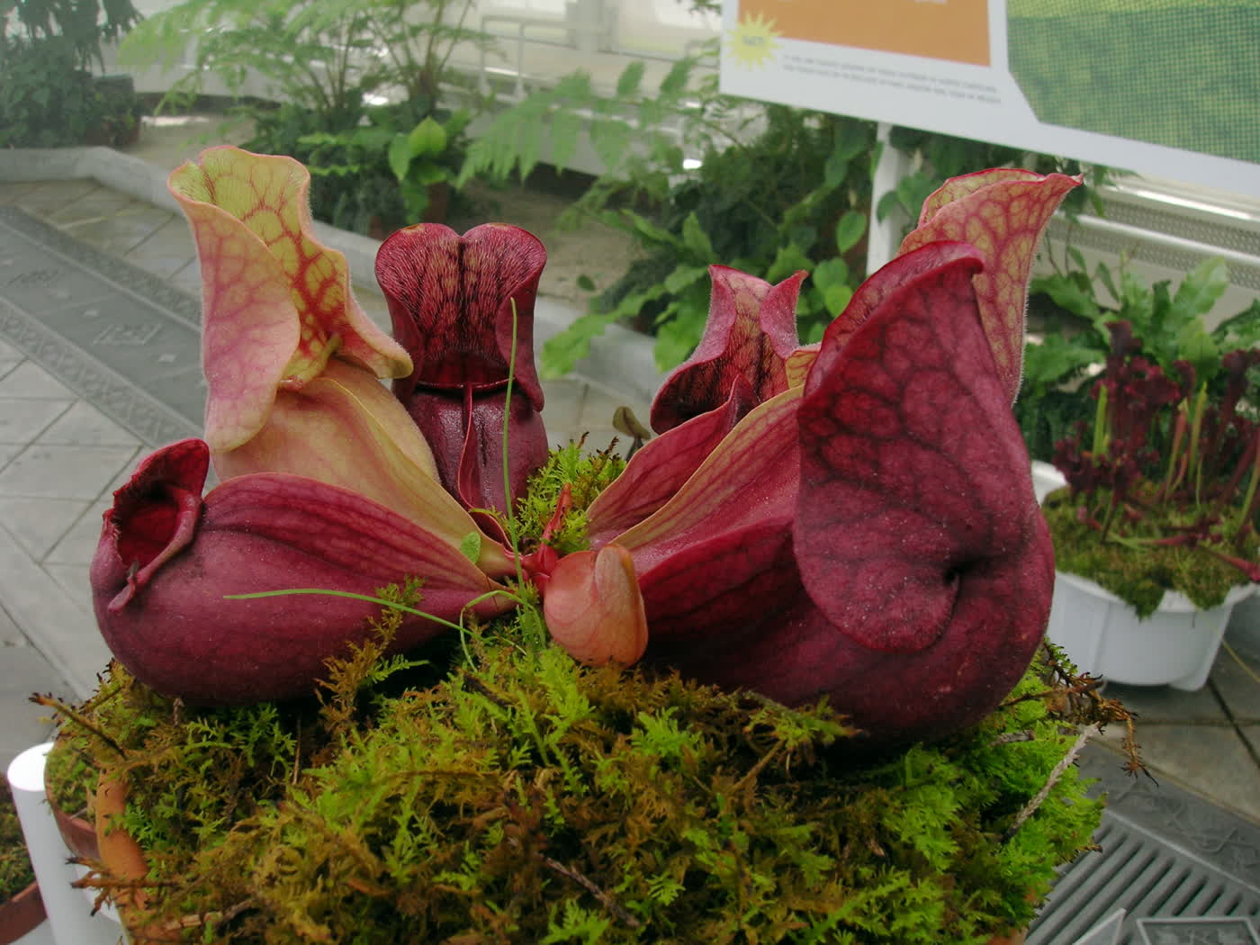 Саррацения пурпурная (Sarracenia purpurea) — приземистая розетка изогнутых ловушек-капюшонов