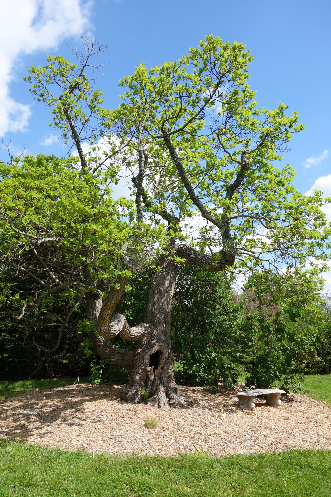Сассафрас беловатый (Sassafras albidum) — взрослое дерево с характерной ажурной кроной