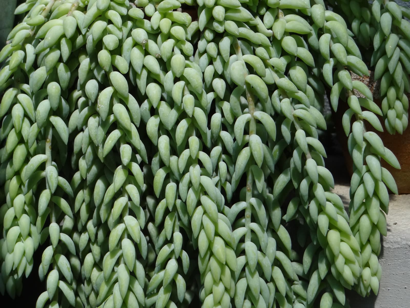 Седум Моргана (Sedum morganianum, «ослиный хвост») — свисающие стебли, плотно покрытые мелкими мясистыми листьями