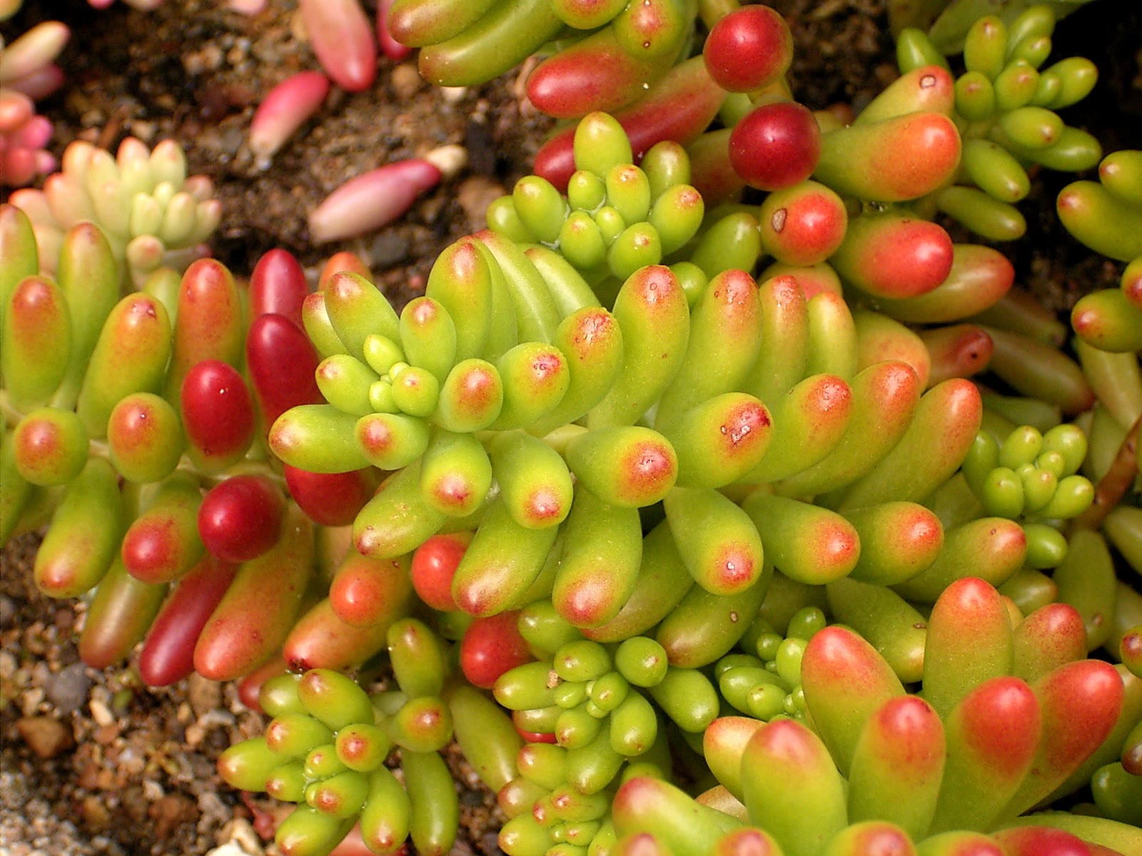 Седум красноокрашенный (Sedum rubrotinctum) — тесно собранные бобовидные листья с красно-оранжевым румянцем на солнце