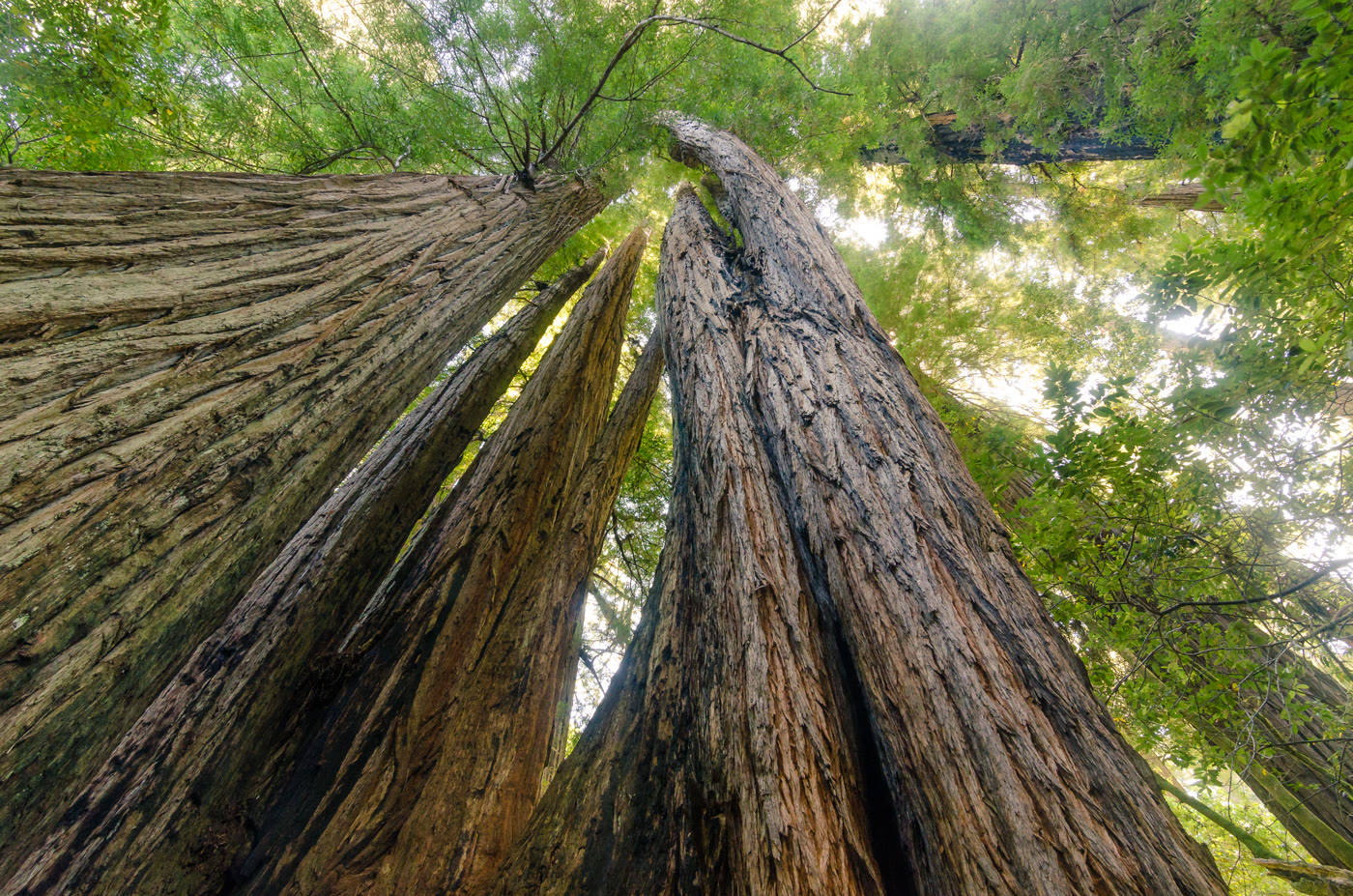 Секвойя вечнозелёная (Sequoia sempervirens) — роща в Tall Trees Grove
