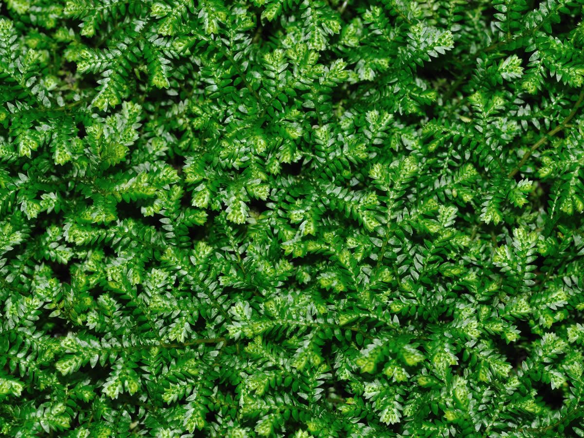 Селагинелла Краусса (Selaginella kraussiana) — ковровые побеги