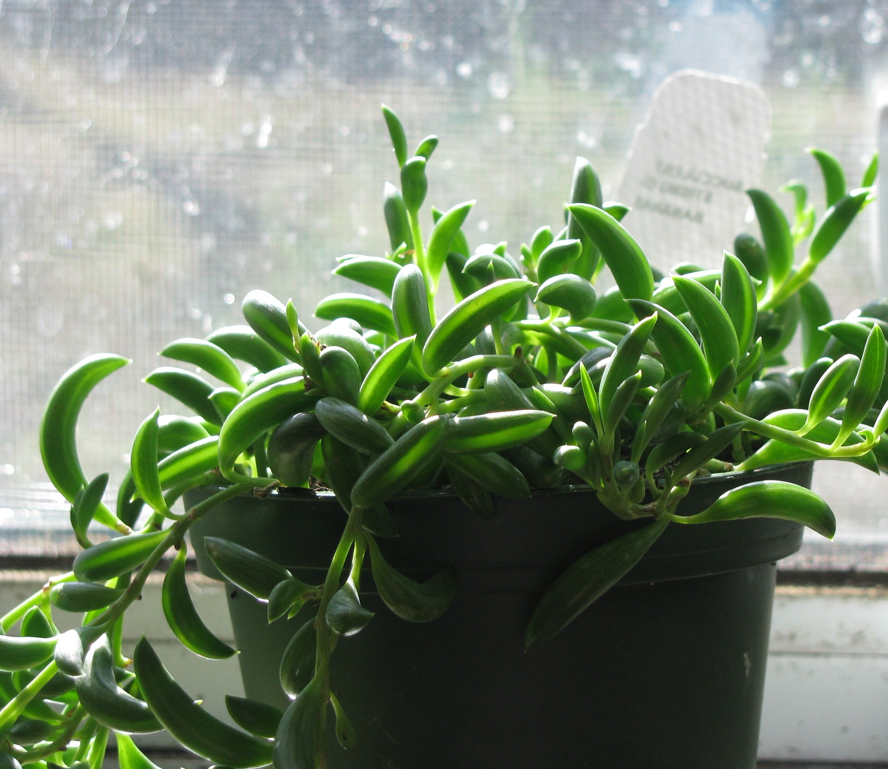 Сенецио радиканс (Senecio radicans, String of Bananas) — изогнутые листья-бананы на свисающих побегах