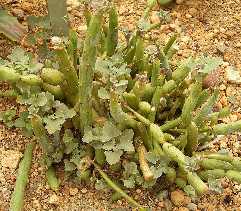 Сенецио суставчатый (Senecio articulatus) — суставчатые сизо-зелёные стебли с резными листьями на верхушках