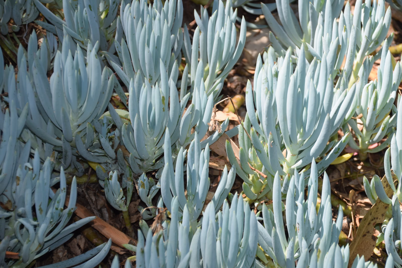 Крестовник змеевидный (Senecio serpens, голубые карандаши) — плотная куртина прямостоячих сизо-голубых цилиндрических листьев