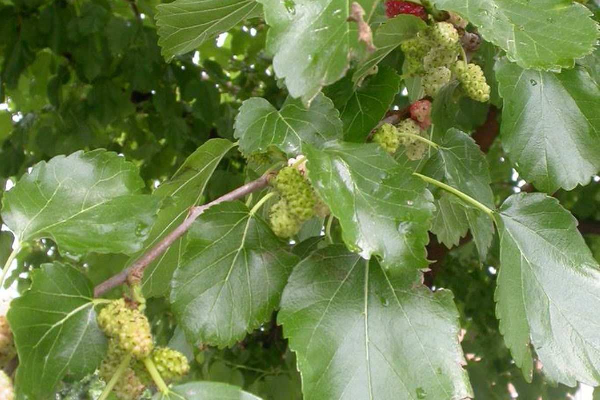 Шелковица белая (Morus alba) — листья и плоды