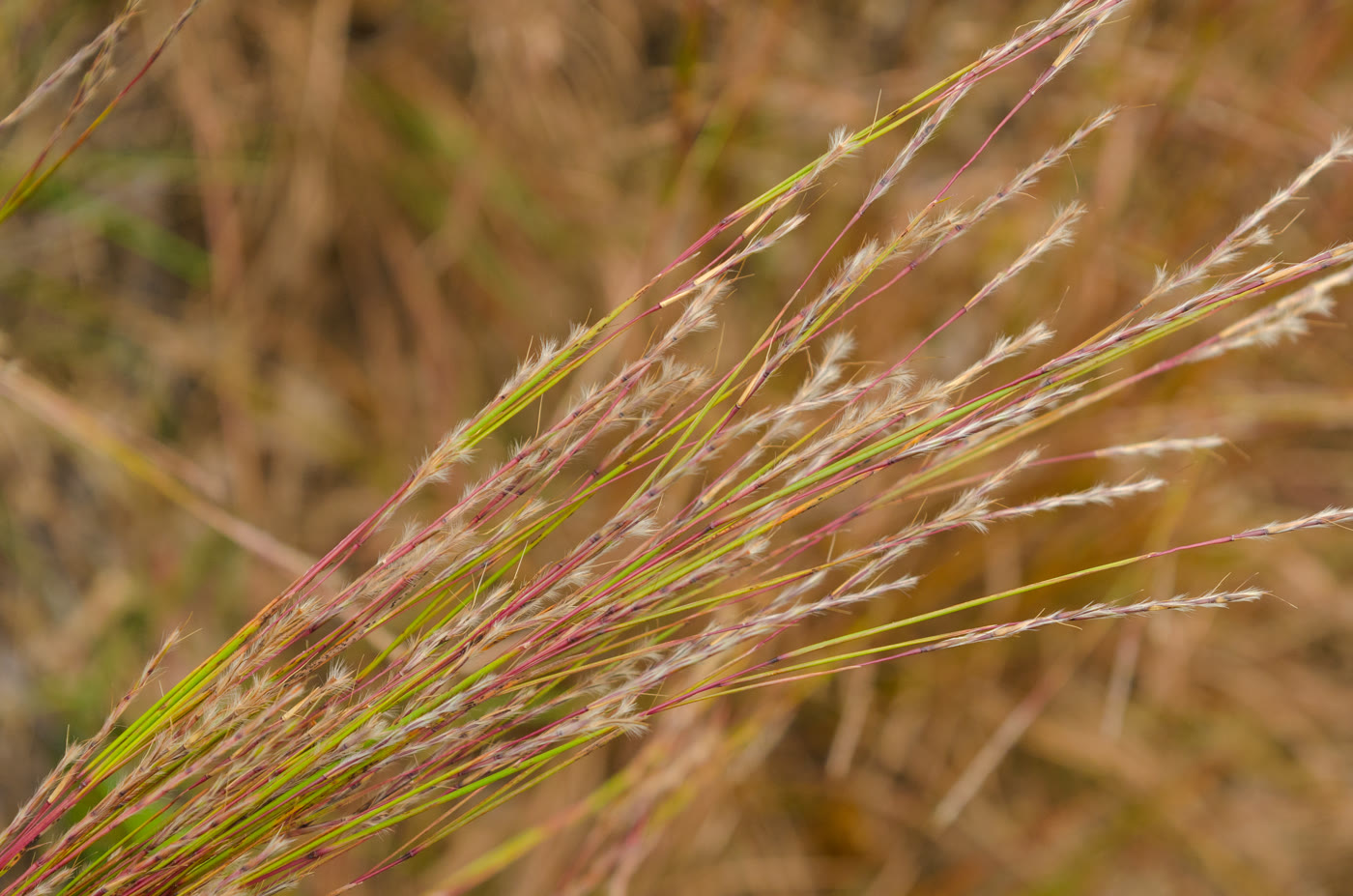 Шизахириум метельчатый (Schizachyrium scoparium) — внешний вид растения
