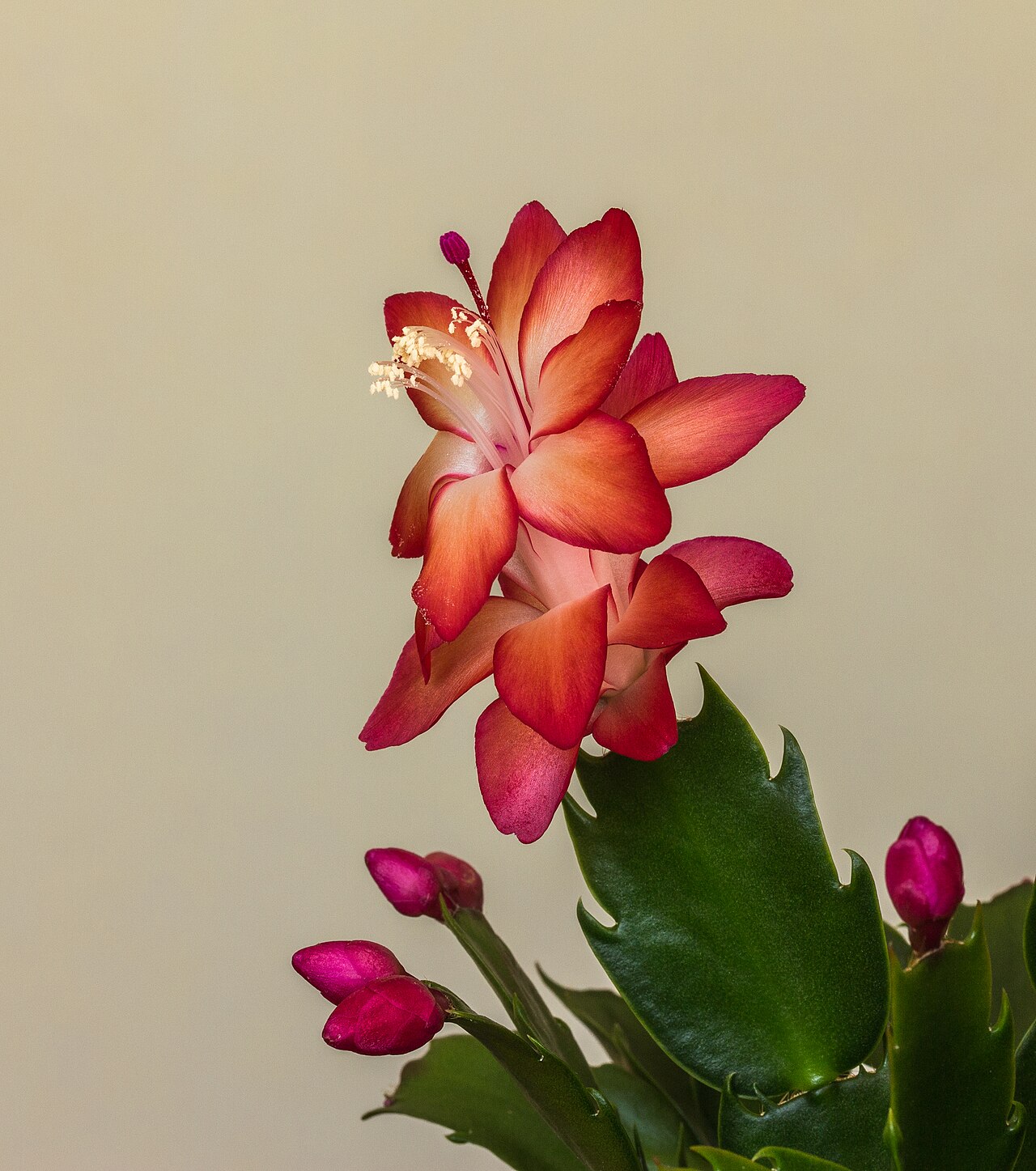 Шлюмбергера (Schlumbergera) — внешний вид растения