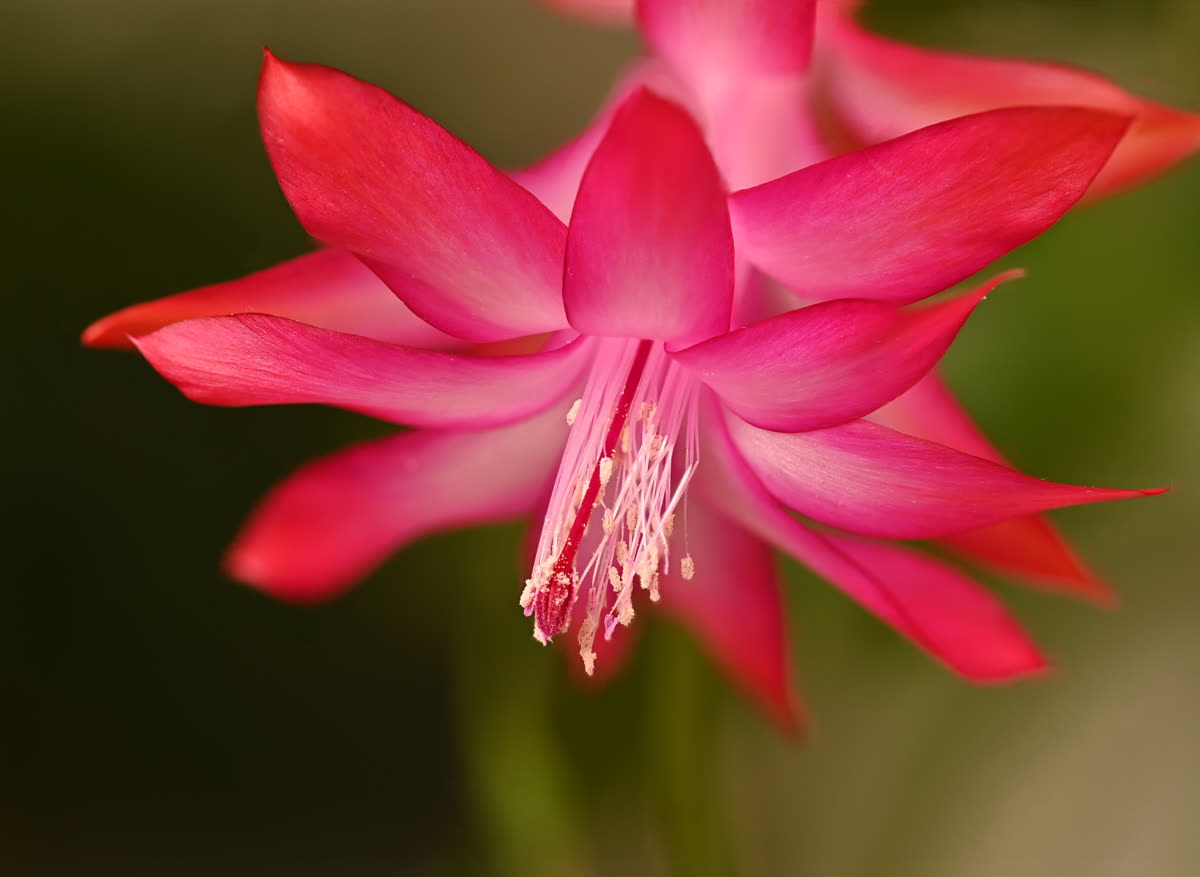 Шлюмбергера усечённая (Schlumbergera truncata) с цветками и зубчатыми сегментами
