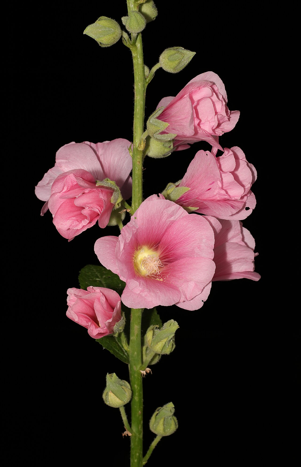 Штокроза (Alcea rosea) — внешний вид растения