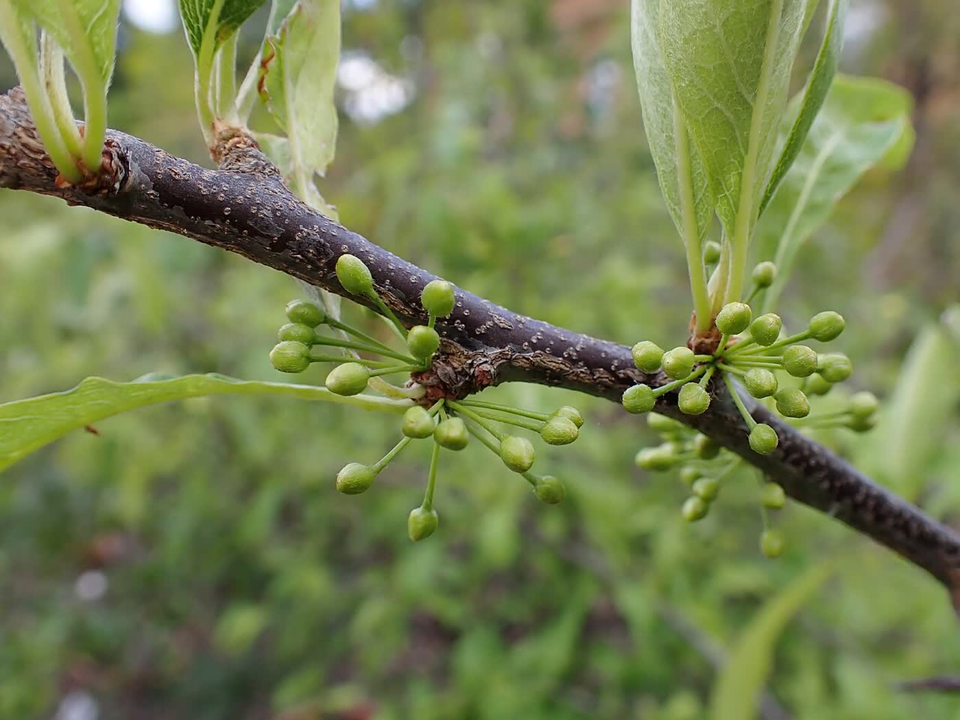Сидероксилон шерстистый (Sideroxylon lanuginosum) — ветка с листьями и бутонами, видно войлочное опушение на нижней стороне листьев