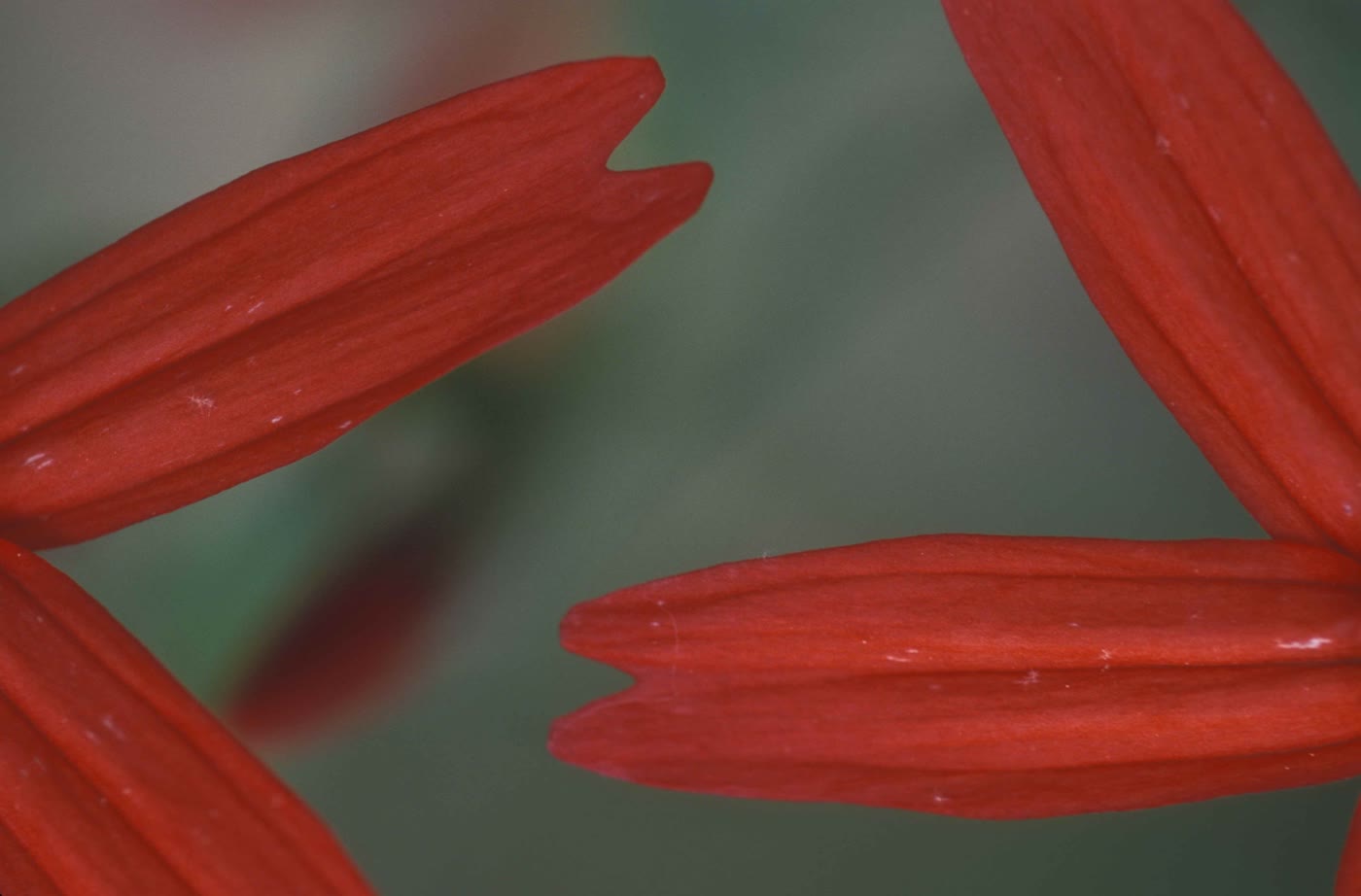 Силене виргинская (Silene virginica) — ярко-алые цветки с глубоко рассечёнными лепестками
