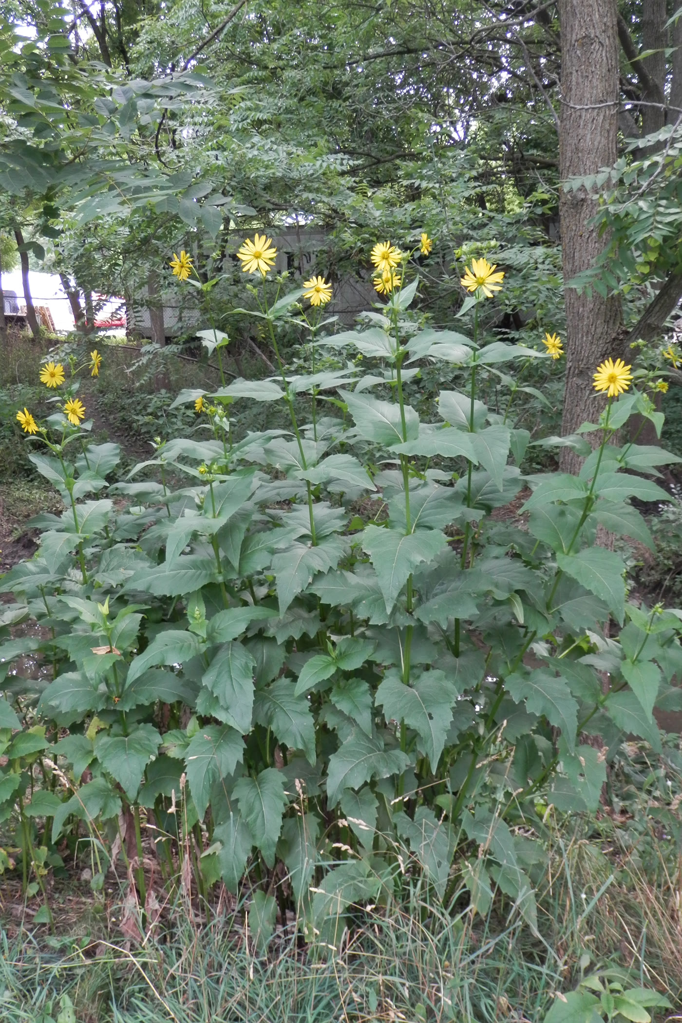 Сильфиум пронзеннолистный (Silphium perfoliatum) — внешний вид растения