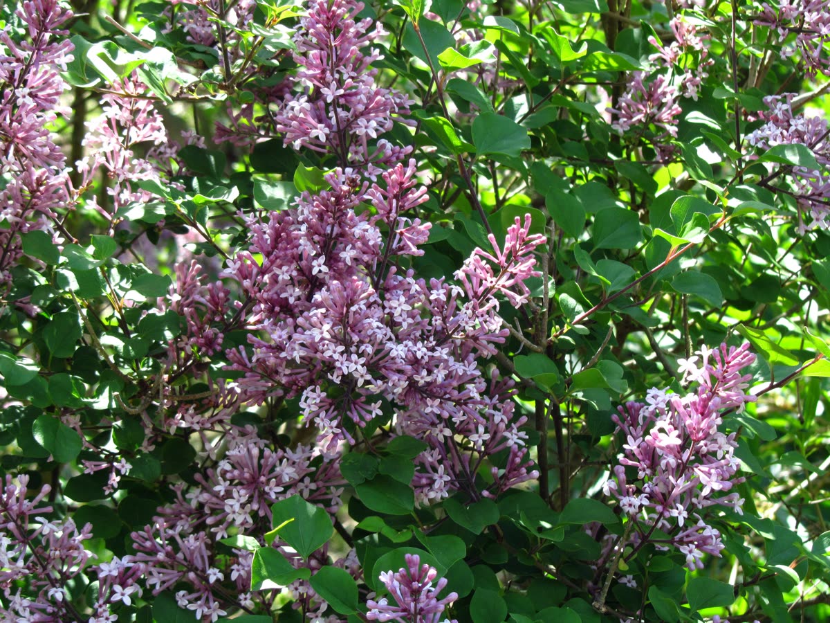 Сирень Мейера (Syringa meyeri) — компактный цветущий куст