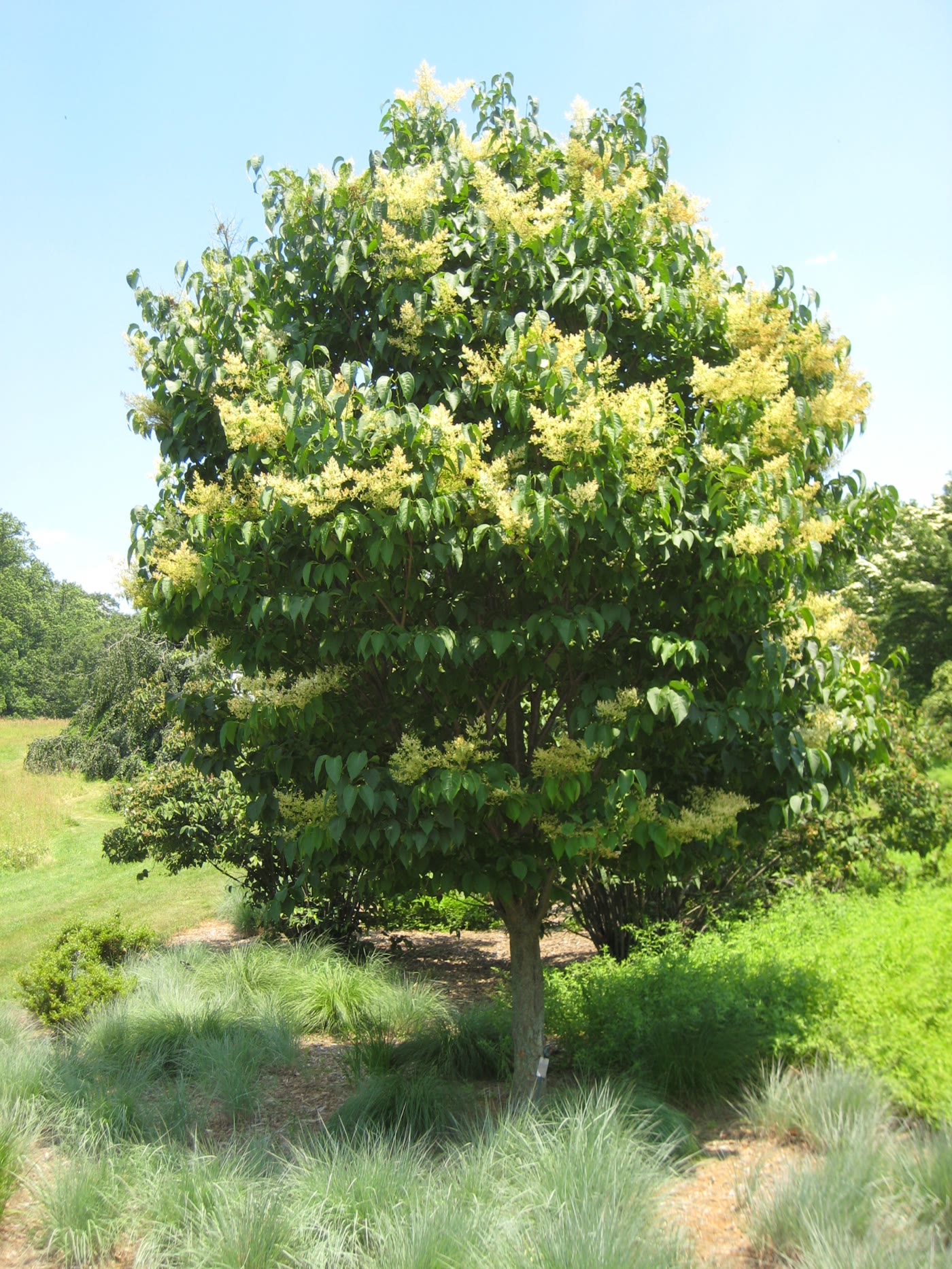 Сирень трескун, она же амурская (Syringa reticulata) — цветущее дерево с кремово-белыми метёлками