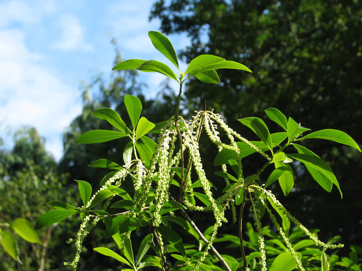 Сирилла кистецветная (Cyrilla racemiflora) — поникающие кисти мелких белых цветков среди узких кожистых листьев