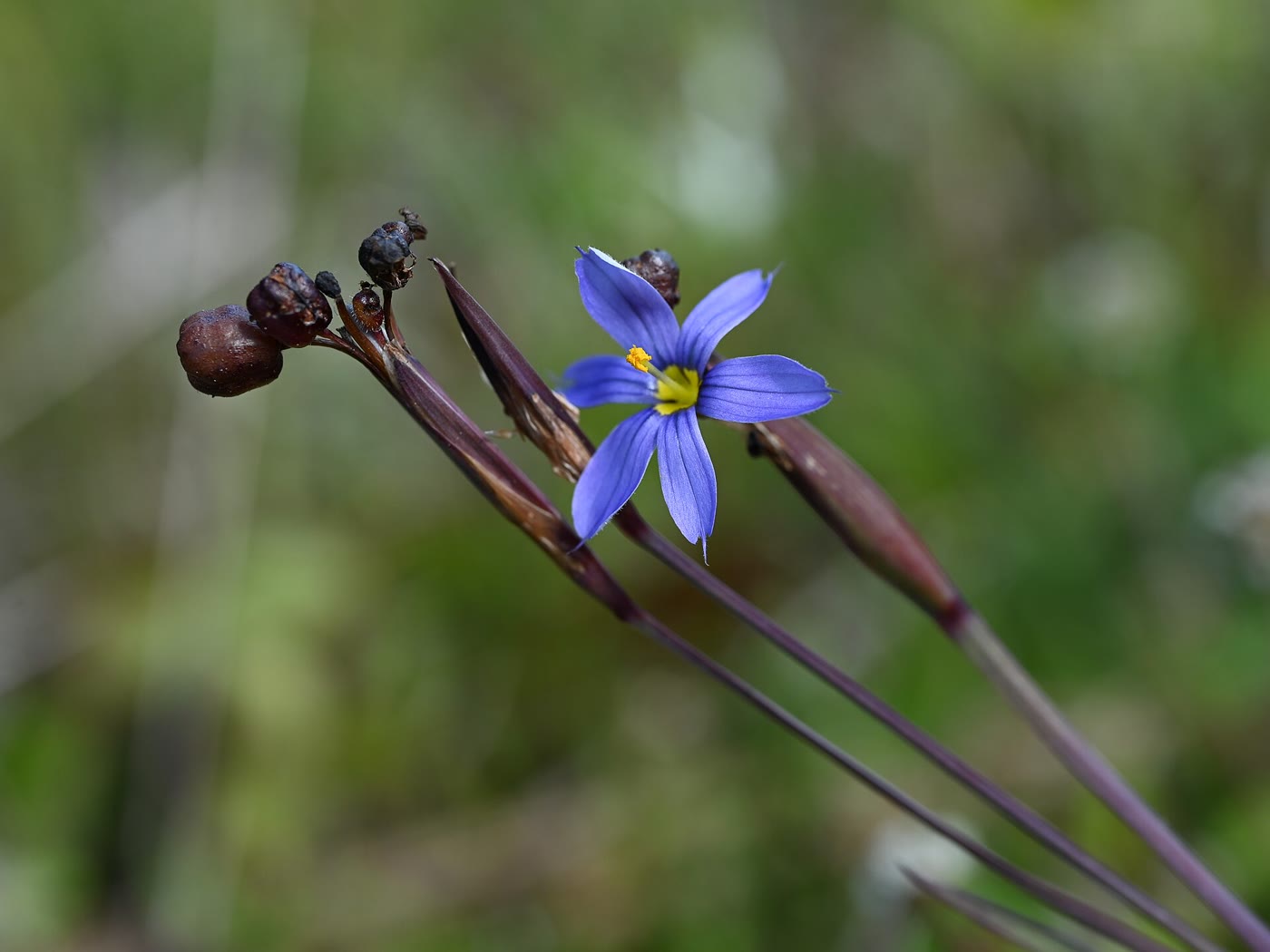 Сизиринхиум узколистный (Sisyrinchium angustifolium) — шестилепестковый сине-фиолетовый цветок с жёлтым глазком на плоском проволочном цветоносе