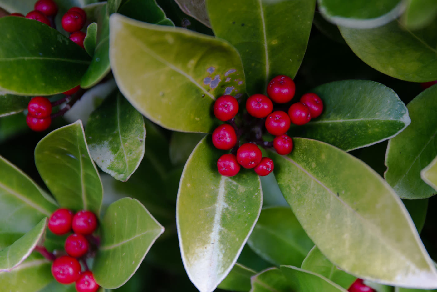 Скиммия японская (Skimmia japonica) — крупный план глянцевых листьев с гроздьями ярко-красных ягод