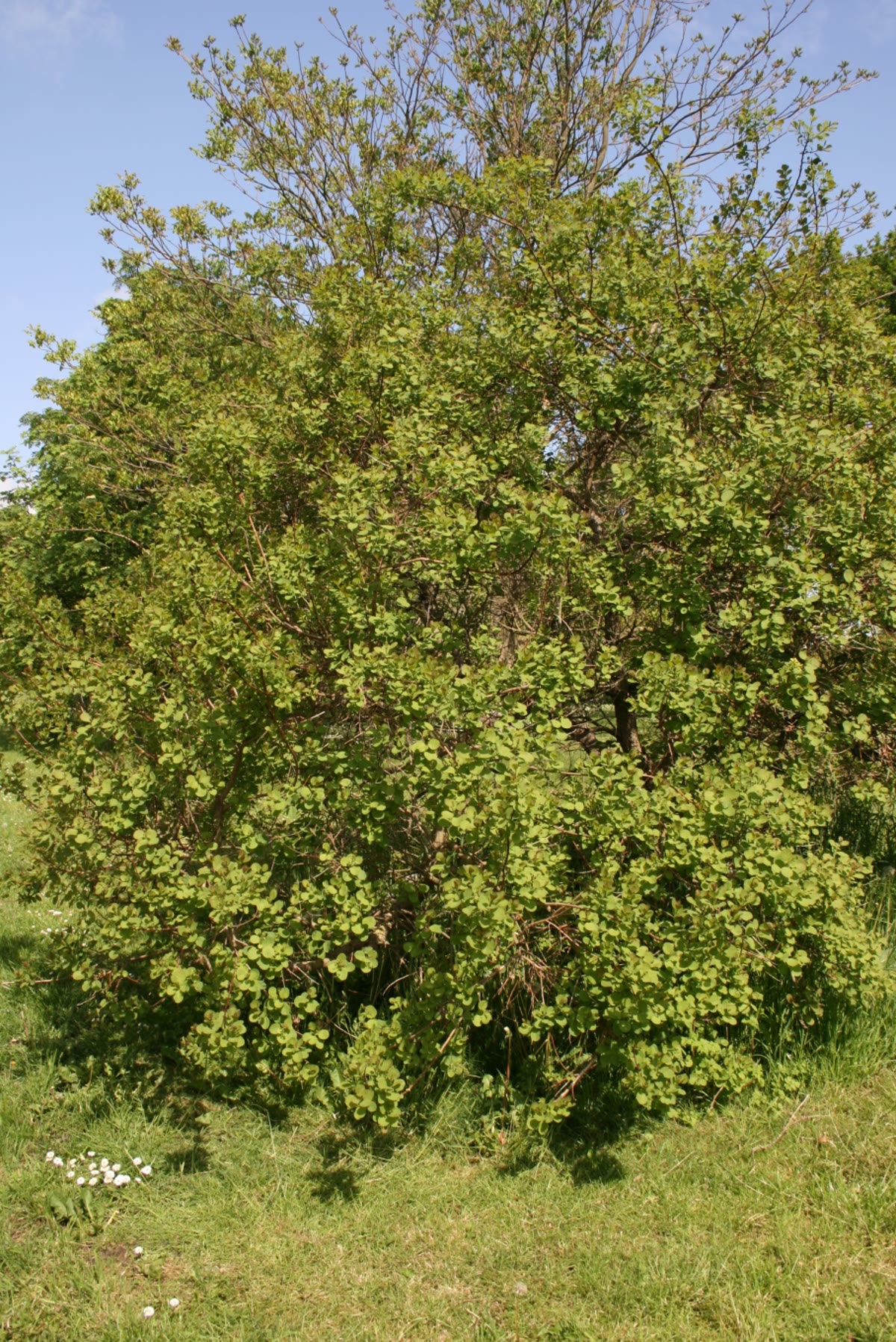 Скумпия американская (Cotinus obovatus) — взрослое дерево с раскидистой кроной