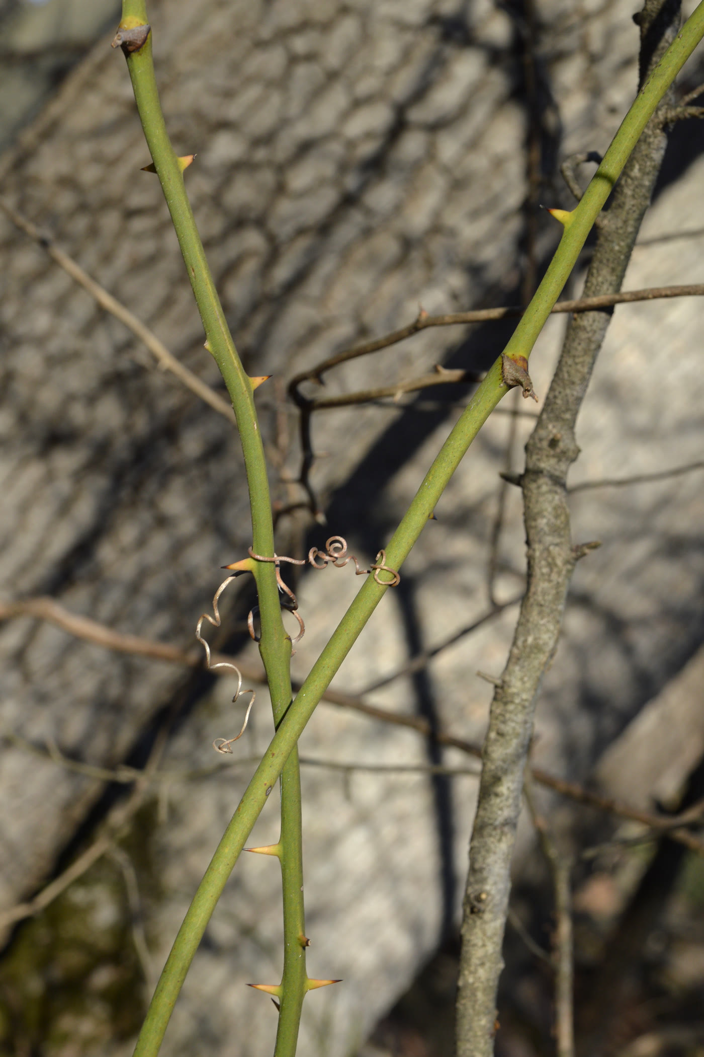 Смилакс круглолистный (Smilax rotundifolia) — угловатые колючие стебли с парными закручивающимися усиками
