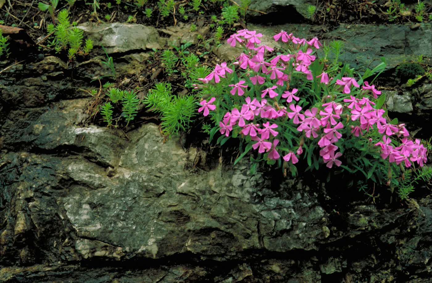 Смолёвка каролинская (Silene caroliniana) — плотная подушковидная розетка с розово-пурпурными цветками на невысоких цветоносах