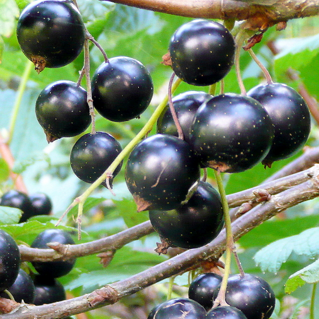 Ветка чёрной смородины Бен Лоумонд (Ribes nigrum 'Ben Lomond') с плотными кистями блестящих тёмных ягод разной степени зрелости