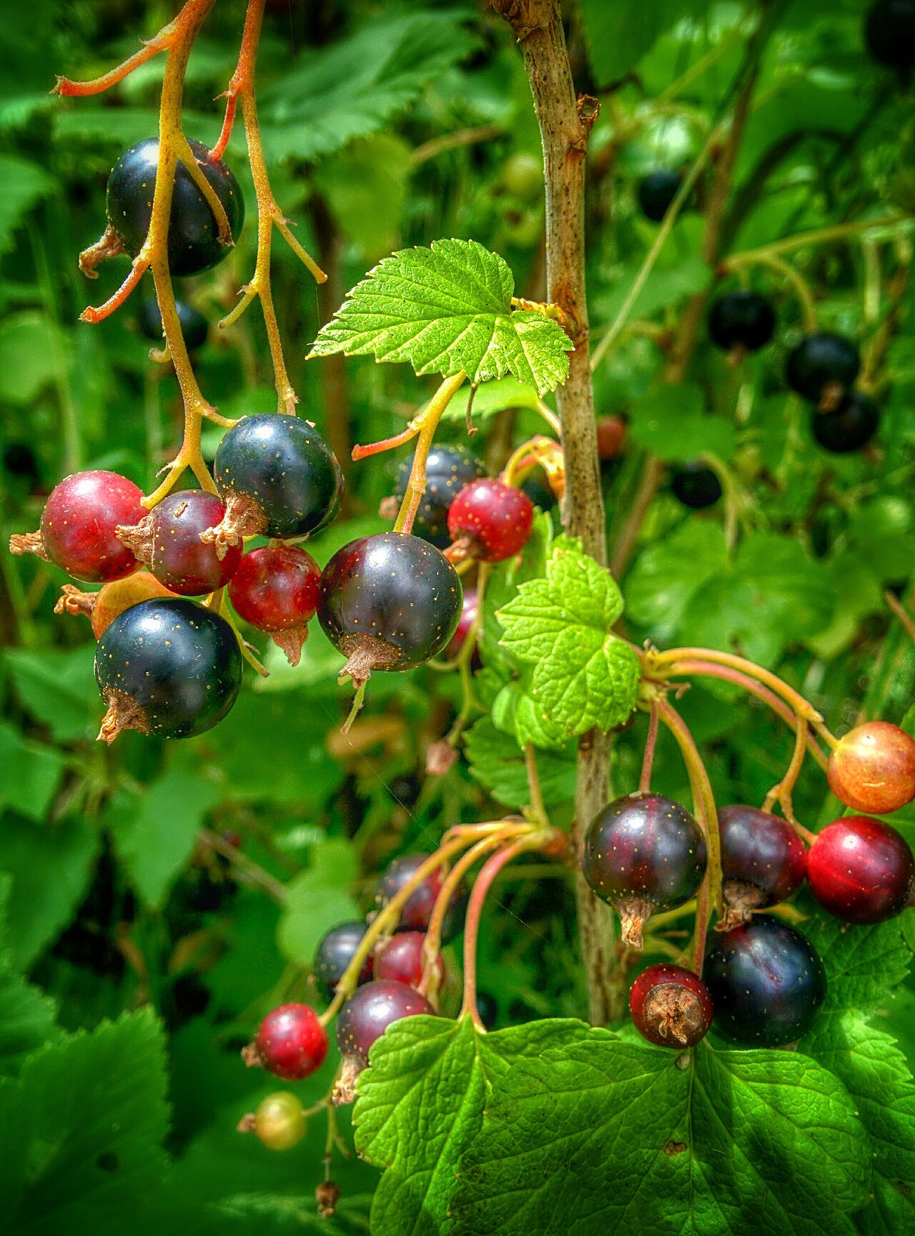 Спелые и недозрелые ягоды чёрной смородины (Ribes nigrum) разных стадий зрелости, от зелёных до глянцево-чёрных
