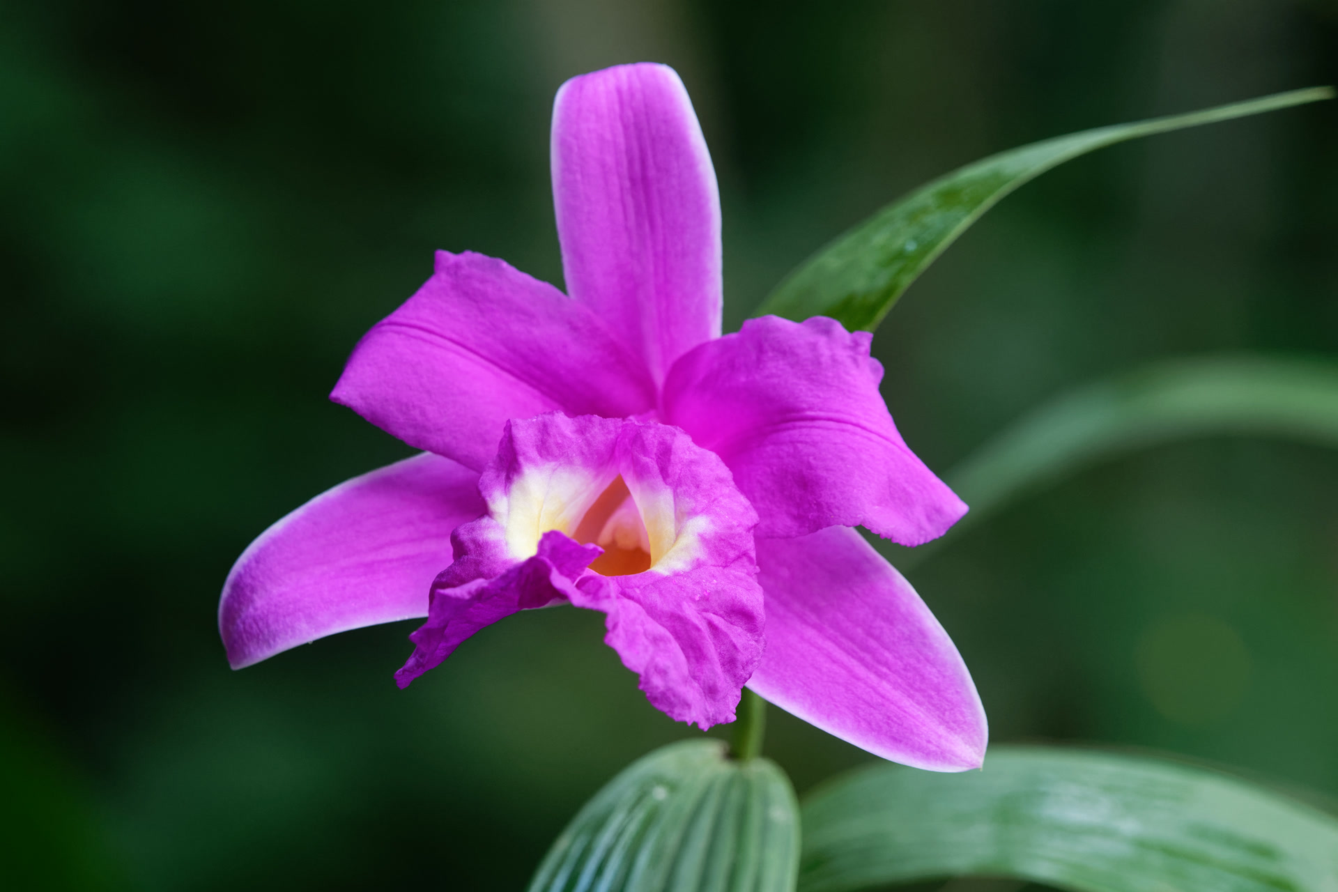 Собралия крупноцветковая (Sobralia macrantha) — крупный лиловый цветок на верхушке высокого тростниковидного побега