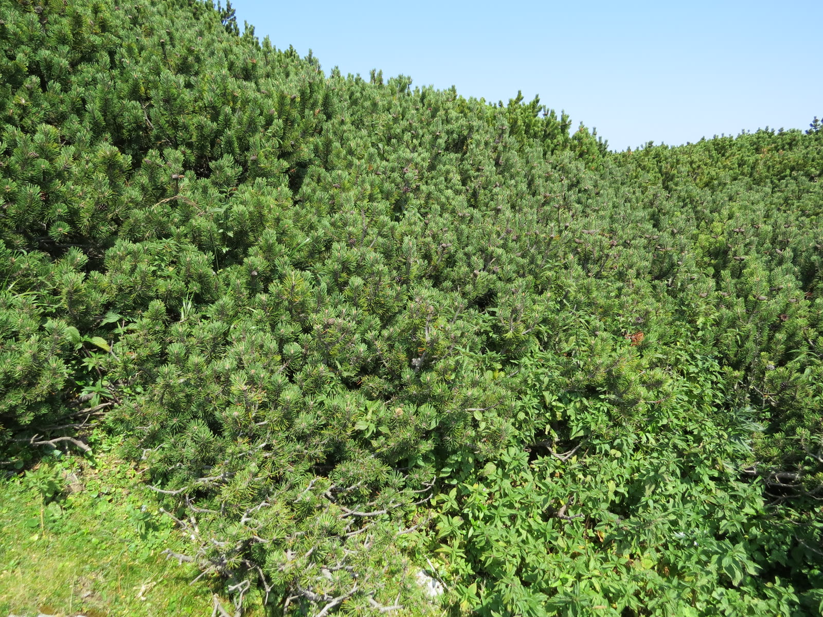Сосна горная (Pinus mugo) — низкорослый стелющийся кустарник