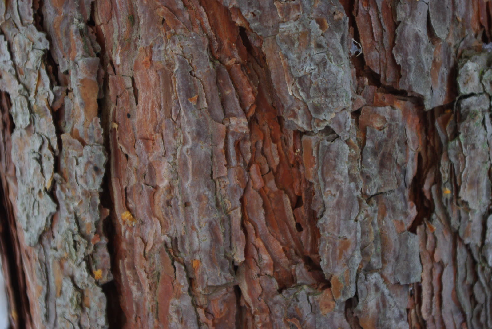 Сосна обыкновенная (Pinus sylvestris) — внешний вид растения