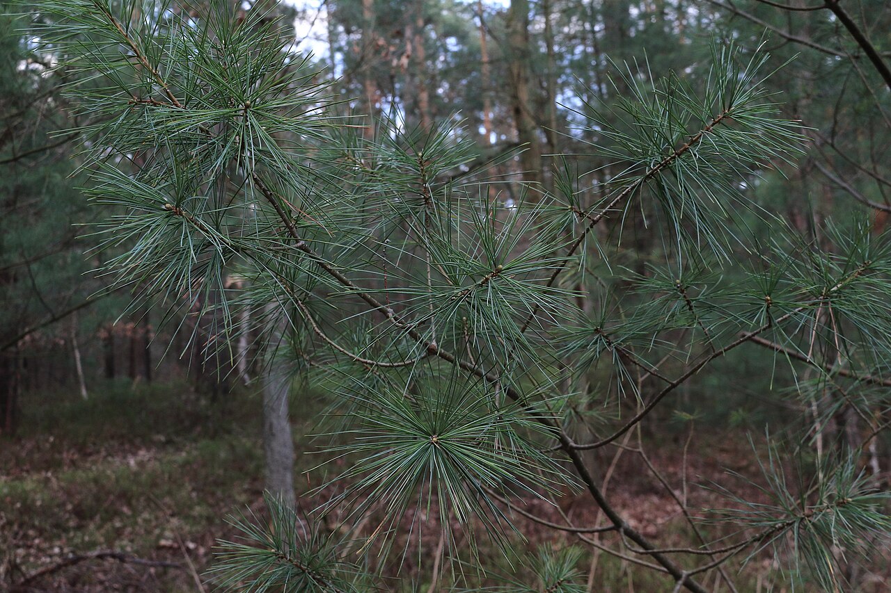 Ветка сосны веймутовой (Pinus strobus) — мягкая сизо-зелёная хвоя длинными пучками по пять хвоинок
