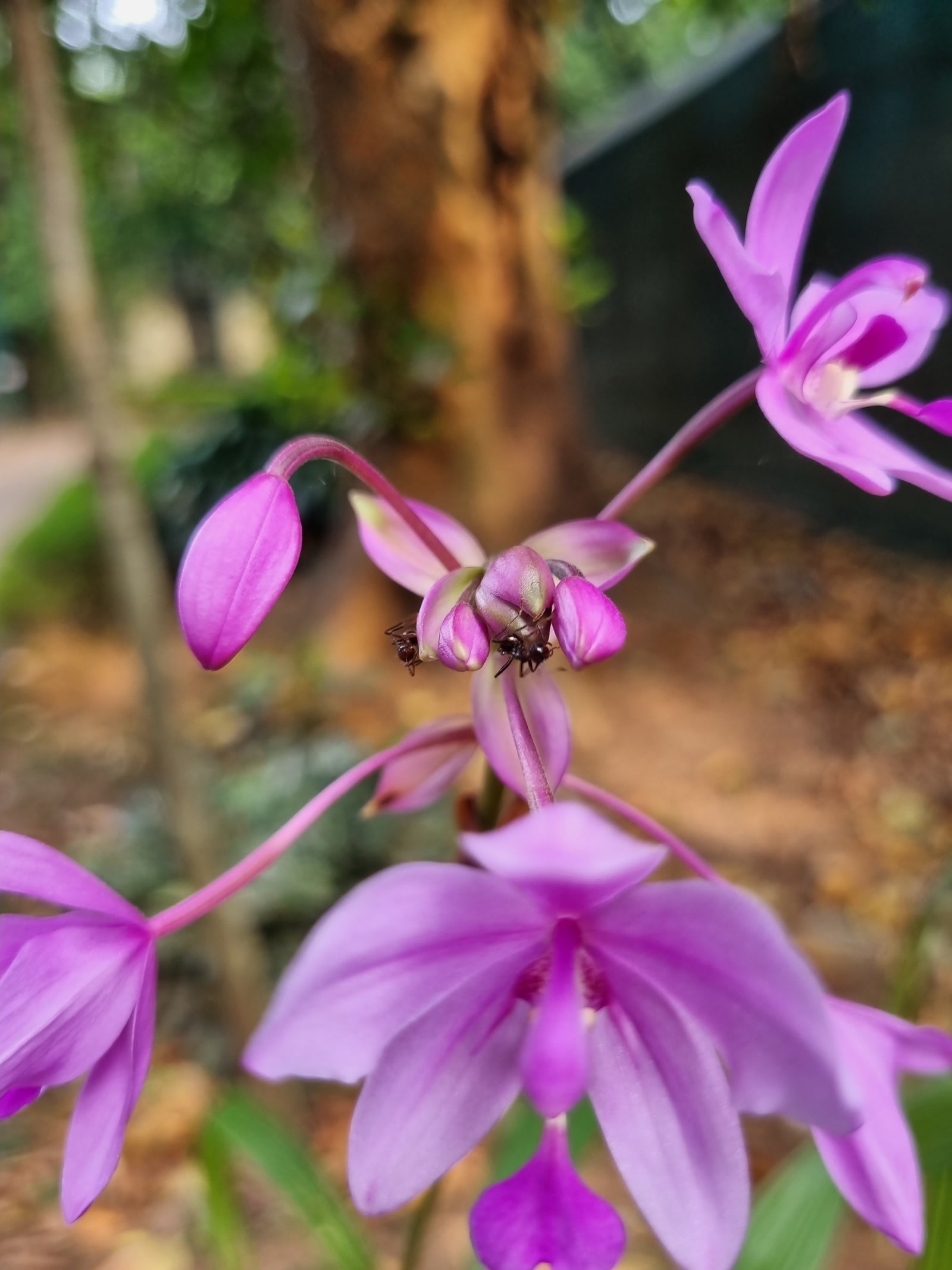 Спатоглоттис вздутый (Spathoglottis plicata) — наземная орхидея с пурпурными цветками
