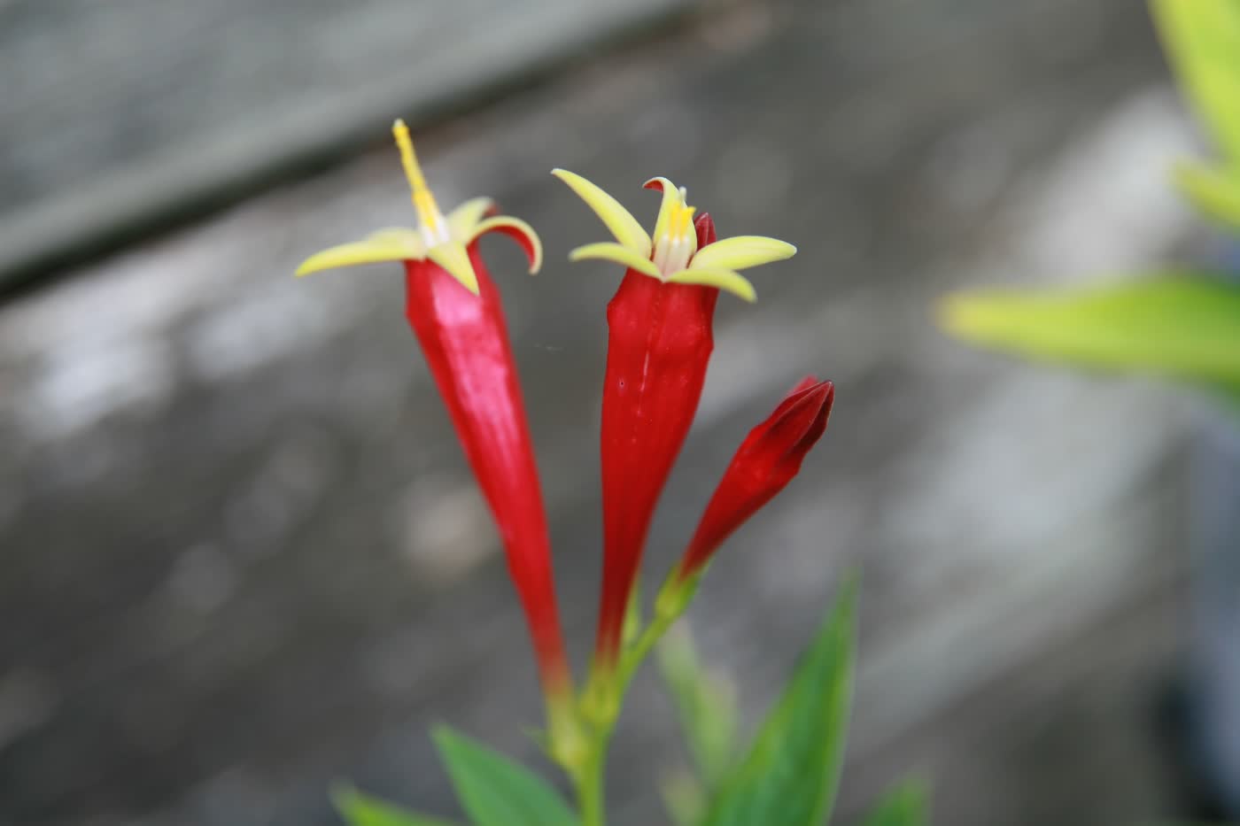 Спигелия мэрилендская (Spigelia marilandica) — трубчатые цветки, снаружи ярко-красные, внутри жёлтые