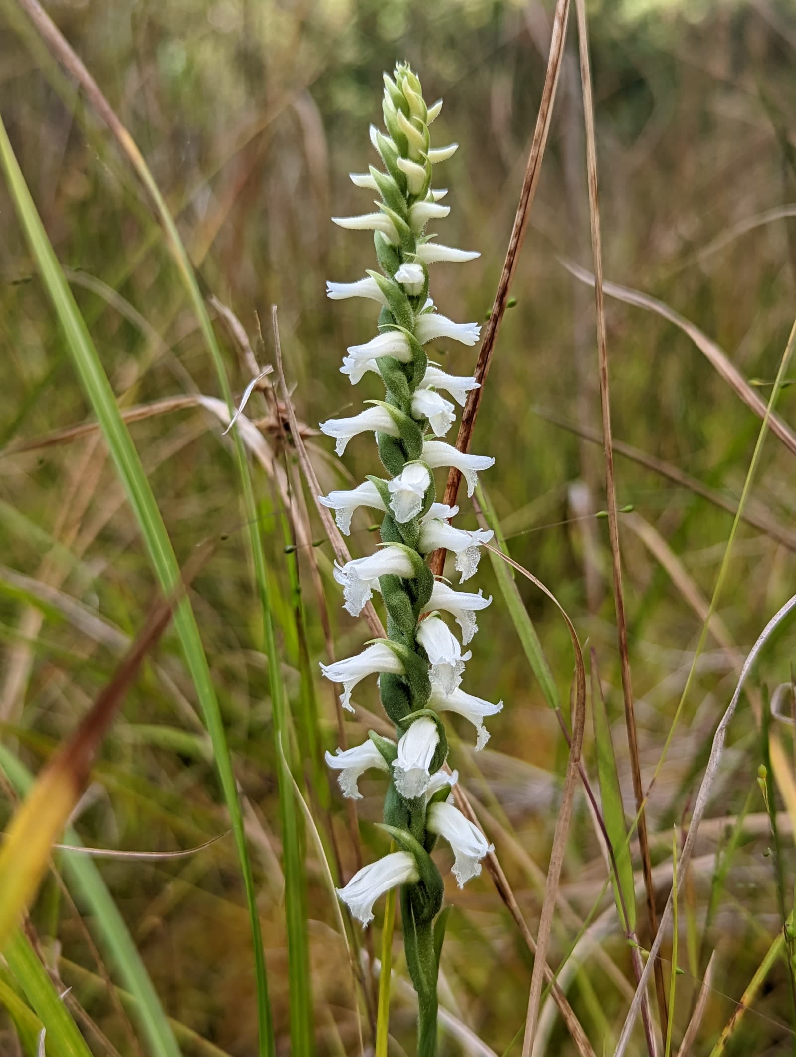 Спирантес осенний (Spiranthes cernua) — спирально закрученное соцветие