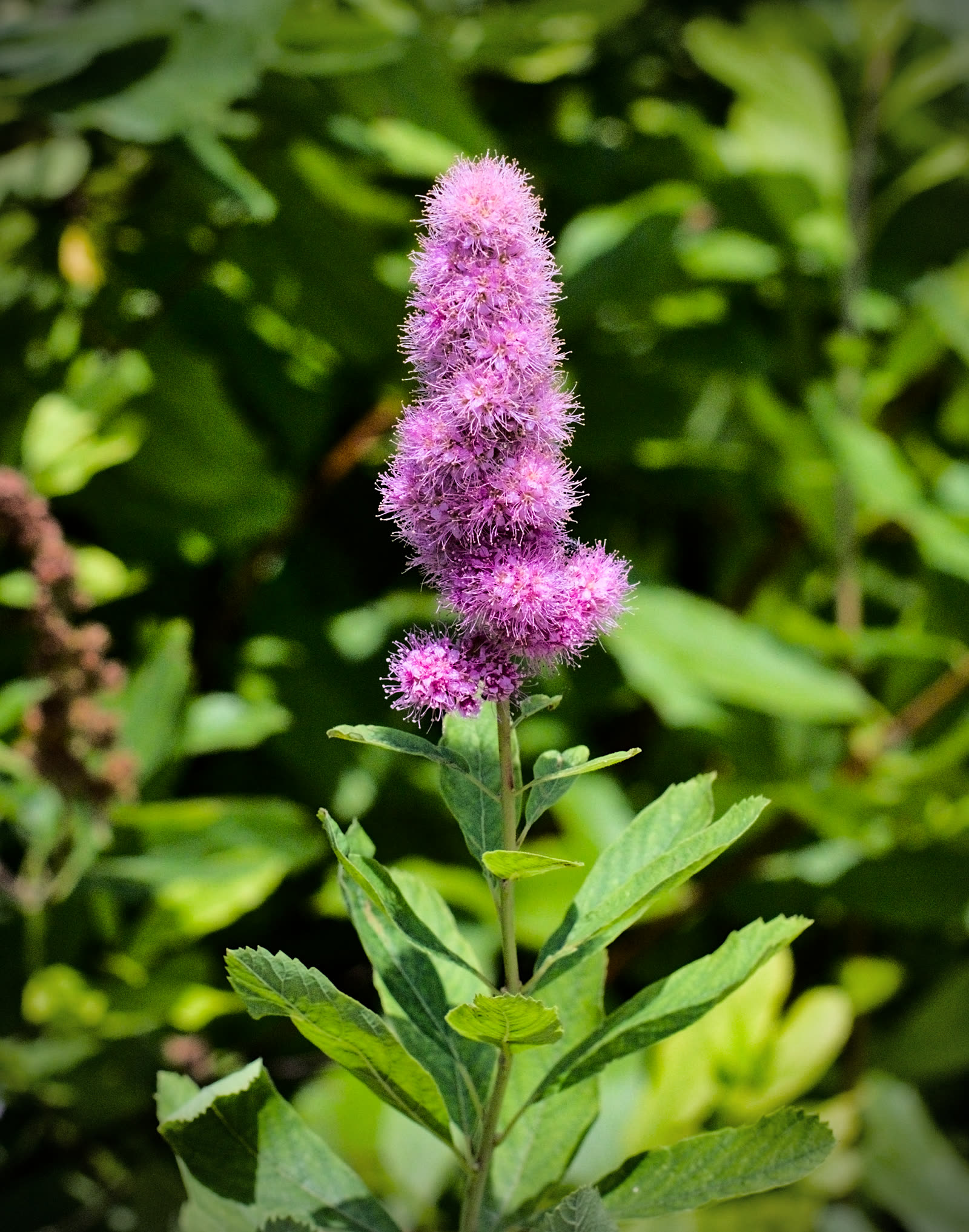 Спирея иволистная (Spiraea salicifolia) — узкие ланцетные листья и прямостоячие розовые метёлки на концах побегов