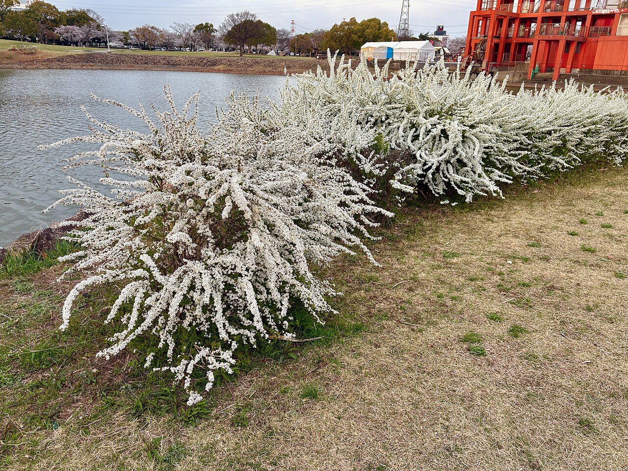 Спирея Тунберга (Spiraea thunbergii) — белые цветки на голых дугообразных ветвях ранней весной