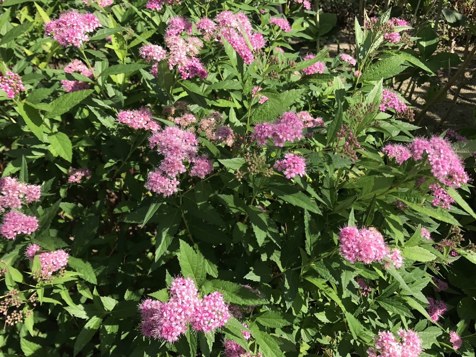 Спирея японская (Spiraea japonica) — розовые щитковидные соцветия на побегах текущего года