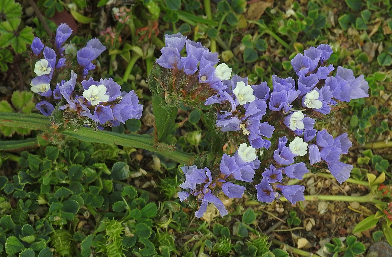 Статица (Limonium sinuatum) — внешний вид растения