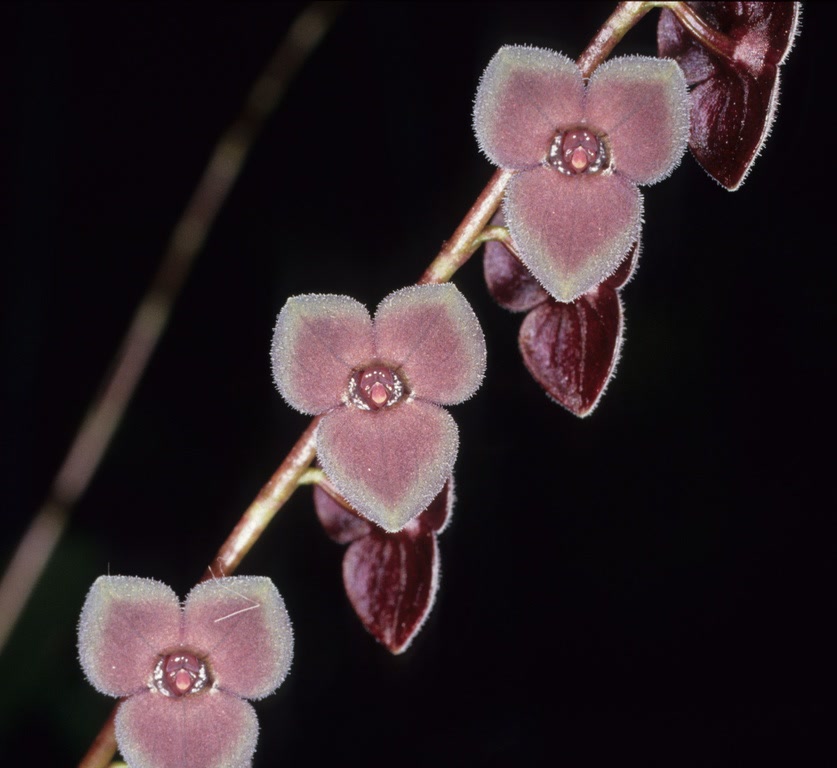 Стелис (Stelis argentata) — тонкие цветоносы с рядом треугольных полупрозрачных цветков-щитков