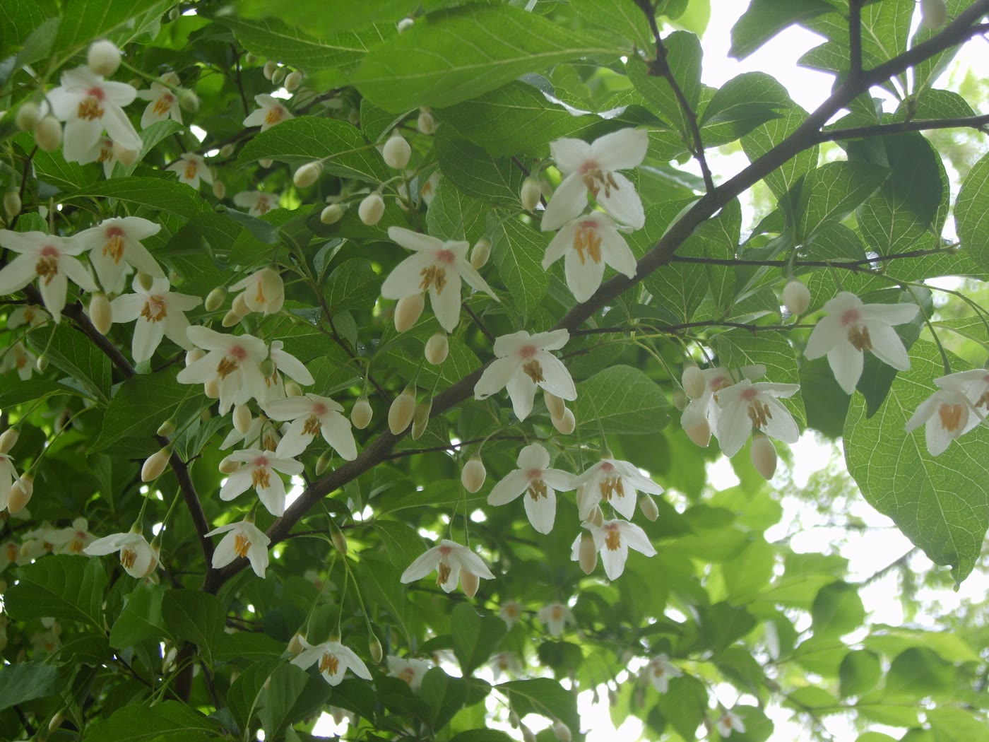 Стиракс японский (Styrax japonicus) — свисающие белые колокольчатые цветки под ветвями