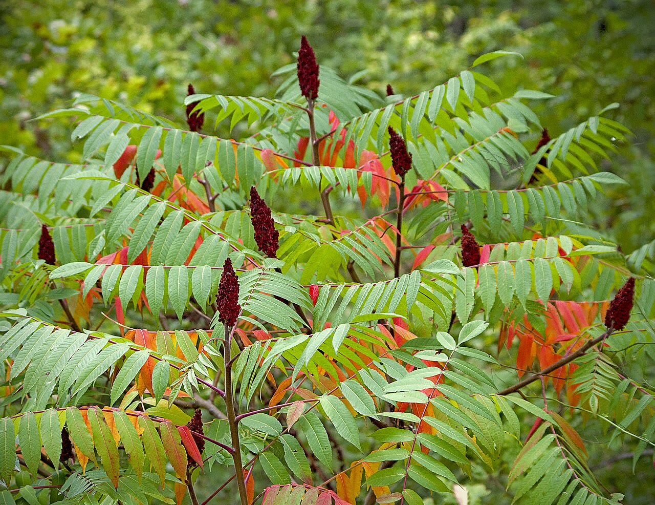 Сумах пушистый (Rhus typhina) — перистые листья с осенней окраской и пушистые малиновые метёлки плодов