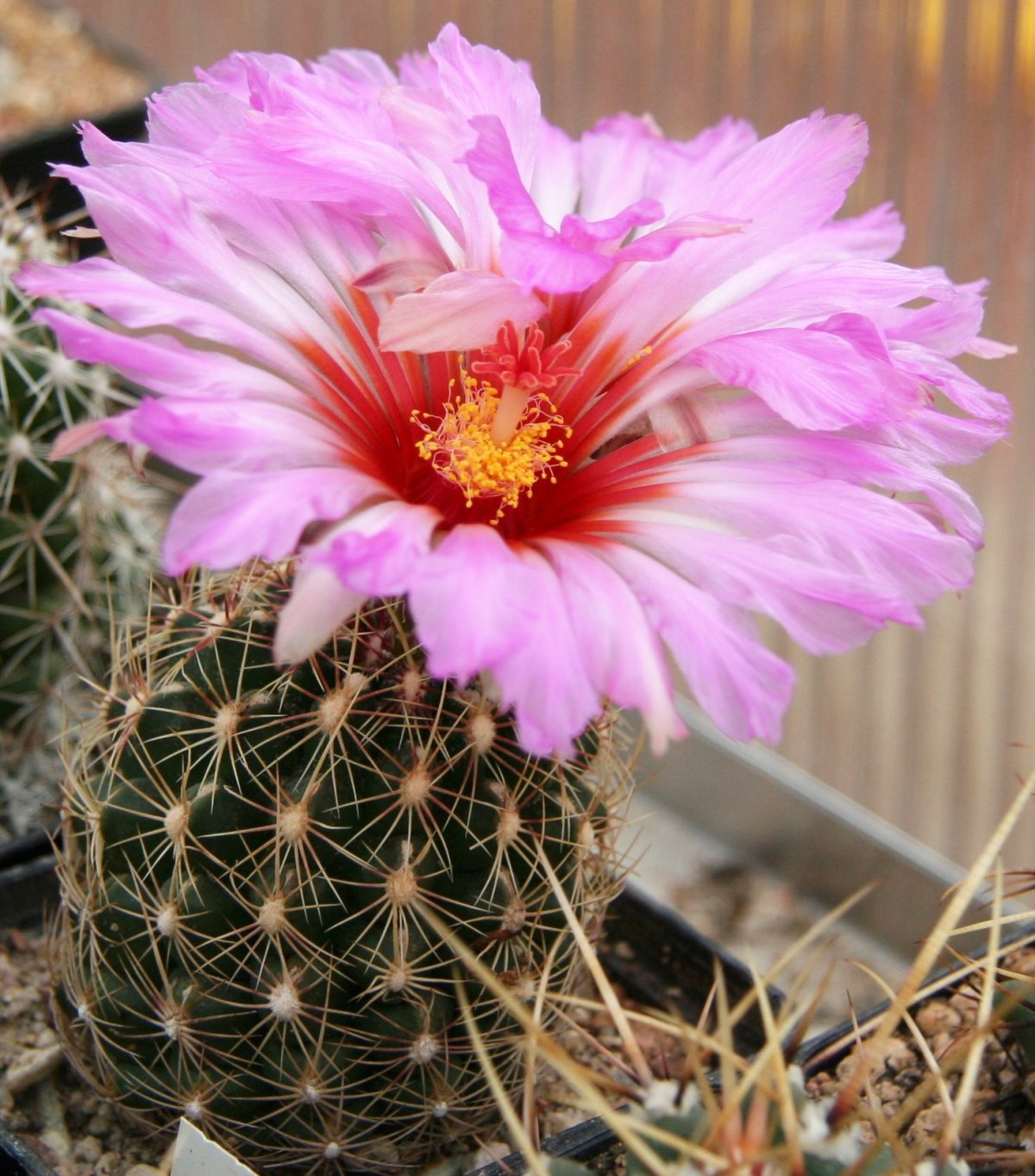 Телокактус двухцветный (Thelocactus bicolor) — внешний вид растения с цветком